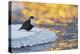 Dipper standing on ice at sunset, Kuusamo, Finland-Markus Varesvuo-Premier Image Canvas