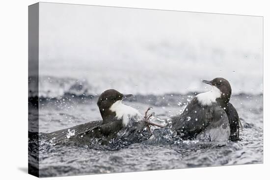 Dippers fighting over feeding territory, Kuusamo, Finland-Markus Varesvuo-Premier Image Canvas