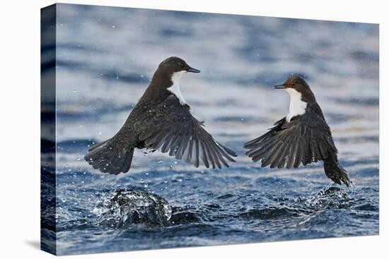 Dippers fighting over feeding territory, Kuusamo, Finland-Markus Varesvuo-Premier Image Canvas