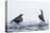 Dippers standing on ice, ready to fight over feeding territory-Markus Varesvuo-Premier Image Canvas