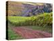 Dirt Road Along Acres of Vines at Knutsen Vineyard in the Willamette Valley, Oregon, USA-Janis Miglavs-Premier Image Canvas