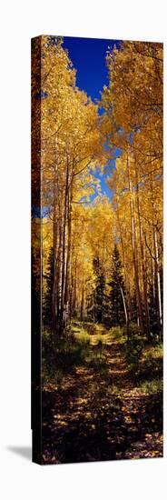 Dirt Road Passing Through Aspen Forest, Colorado, USA-null-Premier Image Canvas