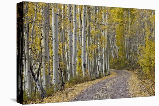 Dirt Road Through Yellow Aspen in the Fall-James Hager-Premier Image Canvas