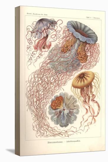 Discomedusae - Scheibenquallen, Pl. 8 from 'Kunstformen Der Natur', Engraved by Adolf Giltsch,…-Ernst Haeckel-Premier Image Canvas