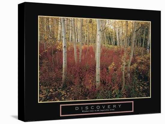 Discovery - Aspen Trees-Unknown Unknown-Stretched Canvas