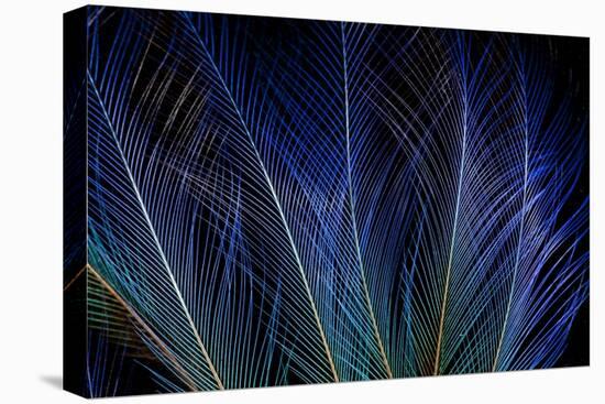 Display Feathers of Blue Bird of Paradise-Darrell Gulin-Premier Image Canvas