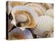 Display of Fresh Scallops, Venice, Italy-Wendy Kaveney-Premier Image Canvas