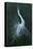 Displaying Egret-Michael Jackson-Premier Image Canvas