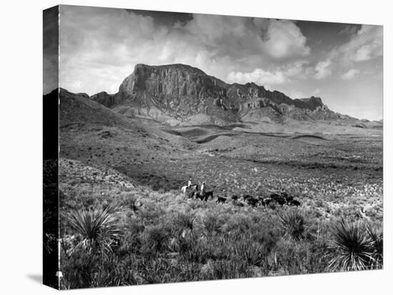 Distant of Cowboys Rounding Up Cattle with Mountains in the Background Big Bend National Park-Alfred Eisenstaedt-Premier Image Canvas