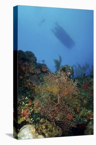 Diver and Boat Above Black Coral Bushes in French Cay, Turks and Caicos-Stocktrek Images-Premier Image Canvas