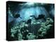 Diver Enters the Cavern System in the Riviera Maya Area of Mexico-null-Premier Image Canvas