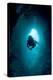 Diver Exploring a Blue Hole-Matthew Oldfield-Premier Image Canvas