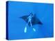 Diver Holds on to Giant Manta Ray, Mexico-Jeffrey Rotman-Premier Image Canvas