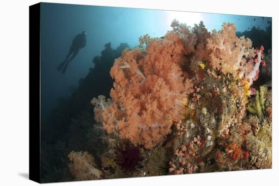 Diver Looks on at a Colorful Komodo Seascape, Indonesia-Stocktrek Images-Premier Image Canvas