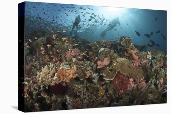 Diver Looks on at Sponges, Soft Corals and Crinoids in a Colorful Komodo Seascape-Stocktrek Images-Premier Image Canvas
