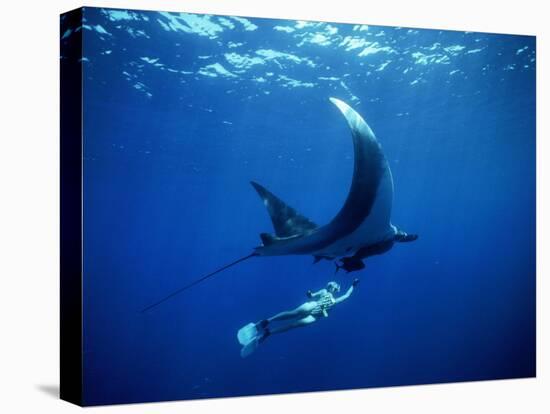 Diver Swims with Giant Manta Ray, Mexico-Jeffrey Rotman-Premier Image Canvas