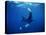 Diver Swims with Giant Manta Ray, Mexico-Jeffrey Rotman-Premier Image Canvas