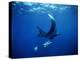 Diver Swims with Giant Manta Ray, Mexico-Jeffrey Rotman-Premier Image Canvas