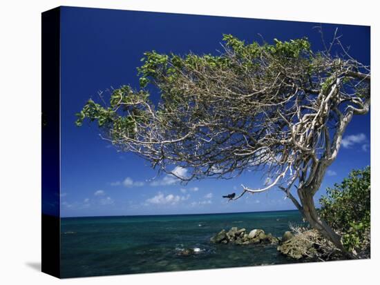 Divi Divi Tree, Cudarebe Point, Aruba, West Indies, Dutch Caribbean, Central America-Sergio Pitamitz-Premier Image Canvas