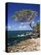 Divi Divi Tree, Cudarebe Point, Aruba, West Indies, Dutch Caribbean, Central America-Sergio Pitamitz-Premier Image Canvas