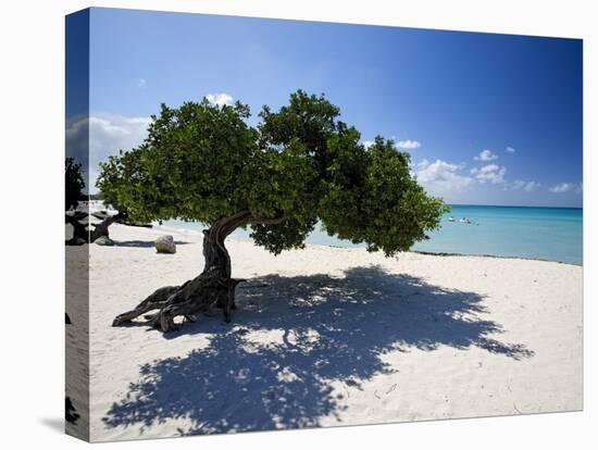 Divi Tree, Aruba-George Oze-Premier Image Canvas