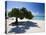 Divi Tree, Aruba-George Oze-Premier Image Canvas