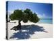 Divi Tree, Aruba-George Oze-Premier Image Canvas