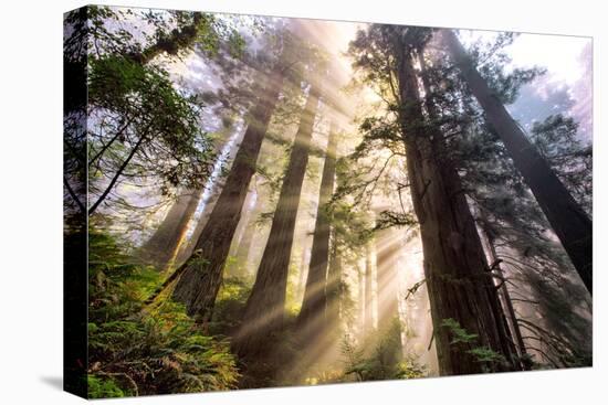 Divine Forest Light California Redwoods, Coastal Trees-Vincent James-Premier Image Canvas