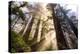 Divine Forest Light California Redwoods, Coastal Trees-Vincent James-Premier Image Canvas