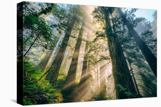 Divine Forest Light Coast Redwoods Del Norte California-Vincent James-Premier Image Canvas