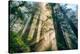 Divine Forest Light Coast Redwoods Del Norte California-Vincent James-Premier Image Canvas