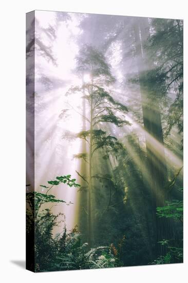 Divine Forest Light Rays Redwood National Park California Coast-Vincent James-Premier Image Canvas