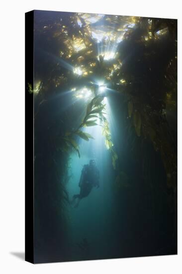 Diving in Kelp Wood, Macrocystis Pyrifera, San Benito Island, Mexico-Reinhard Dirscherl-Premier Image Canvas