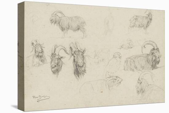 Dix études de chèvres, un mouton, un perroquet-Rosa Bonheur-Premier Image Canvas