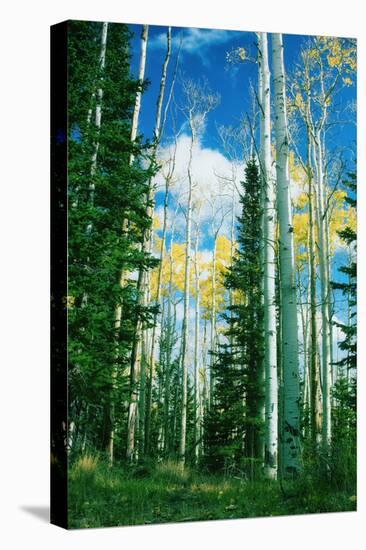 Dixie Aspens-Vincent James-Premier Image Canvas