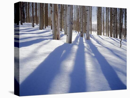 Dixie National Forest Aspens in Winter, Utah, USA-Charles Gurche-Premier Image Canvas