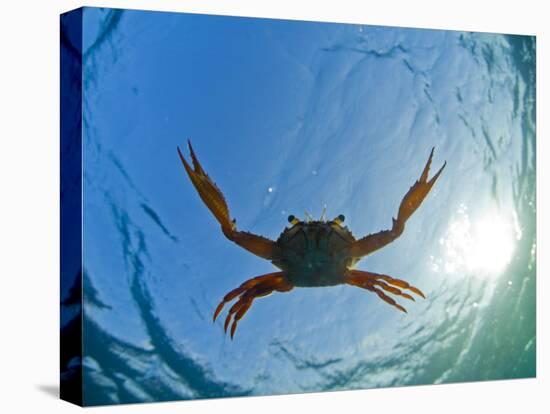 Djibouti, A Red Swimming Crab Swims in the Indian Ocean-Fergus Kennedy-Premier Image Canvas