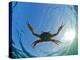 Djibouti, A Red Swimming Crab Swims in the Indian Ocean-Fergus Kennedy-Premier Image Canvas