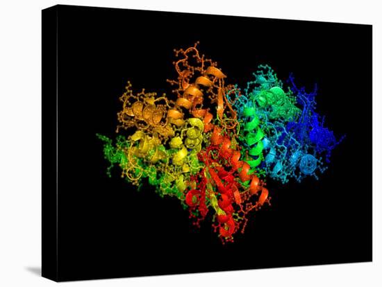 DNA Polymerase Klenow Fragment-Laguna Design-Premier Image Canvas