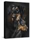 Doberman Pinscher-Barbara Keith-Premier Image Canvas