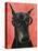 Doberman with Glasses-Fab Funky-Stretched Canvas