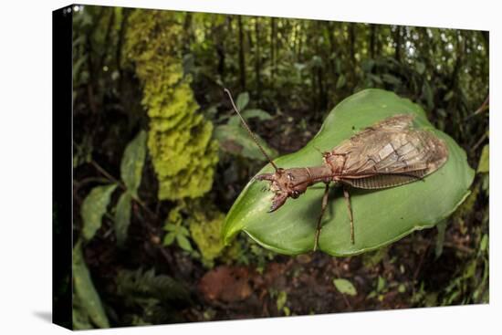Dobsonfly female, Manu Biosphere Reserve, Peru-Alex Hyde-Premier Image Canvas