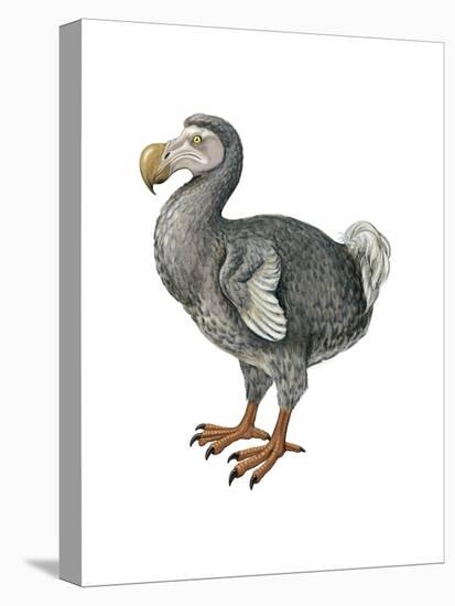 Dodo (Raphus Cucullatus), Birds-Encyclopaedia Britannica-Stretched Canvas