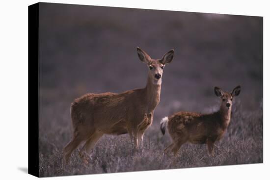 Doe and Fawn in Field-DLILLC-Premier Image Canvas