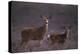 Doe and Fawn in Field-DLILLC-Premier Image Canvas