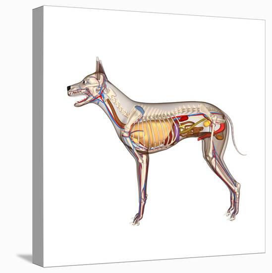 Dog Anatomy, Artwork-Friedrich Saurer-Premier Image Canvas