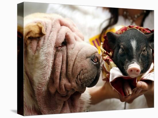 Dog and a Pig are Displayed During a Promotional Event at a Hong Kong Shopping Mall-null-Premier Image Canvas