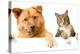 Dog and Cat above White Banner-websubstance-Premier Image Canvas