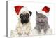 Dog And Cat In Red Christmas Hat-Jagodka-Premier Image Canvas