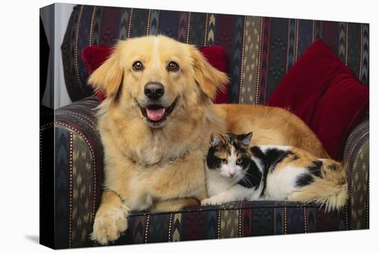 Dog and Cat Sitting in a Chair-DLILLC-Premier Image Canvas